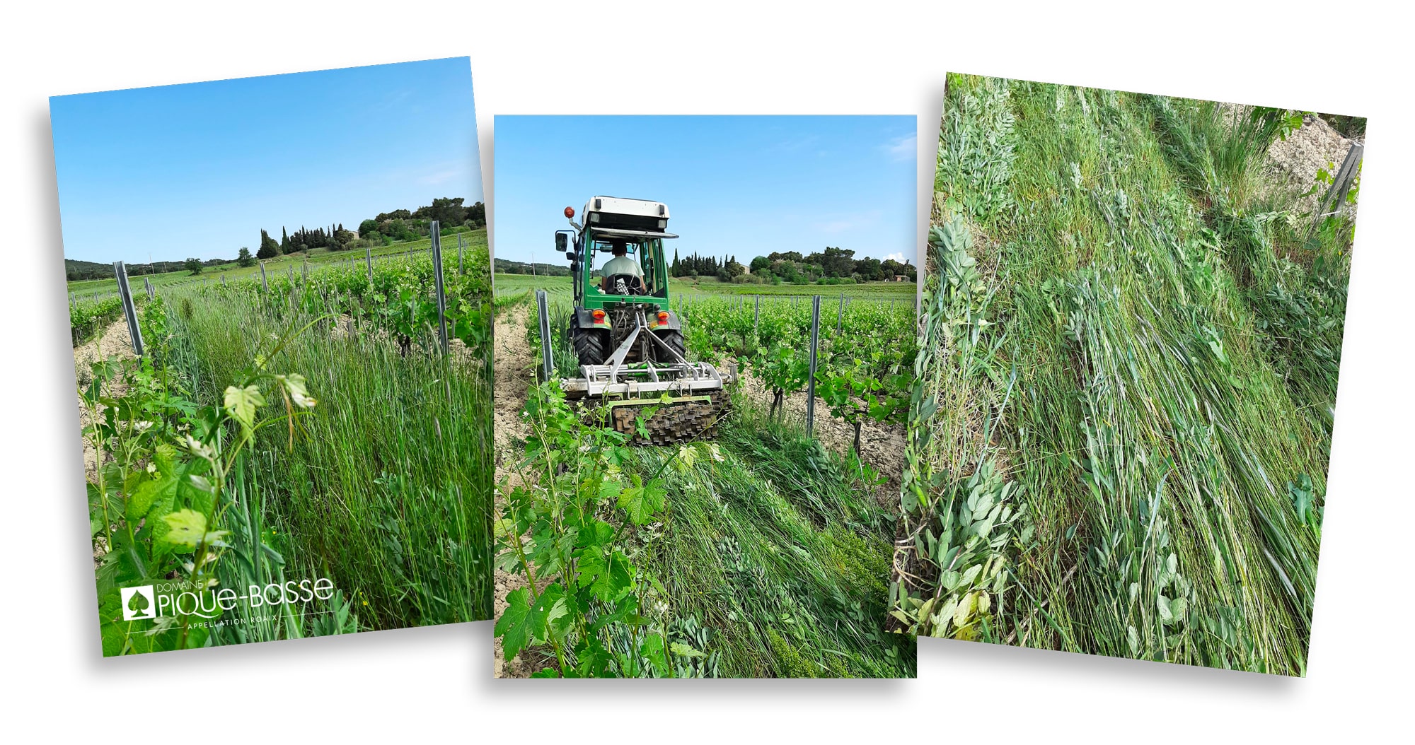 Roulage des engrais verts - seigle et féveroles : une méthode naturelle pour préserver la biodiversité des sols